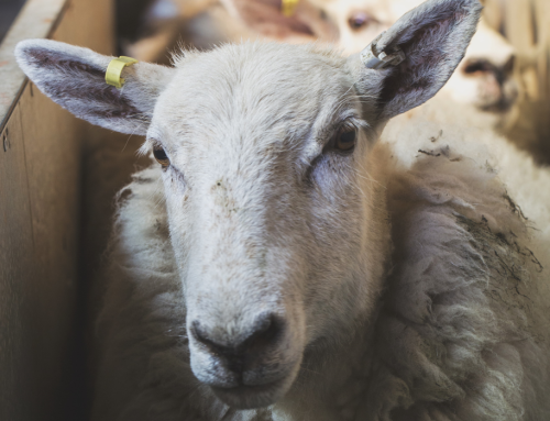 Watery Mouth Disease in Welsh sheep flocks – Survey
